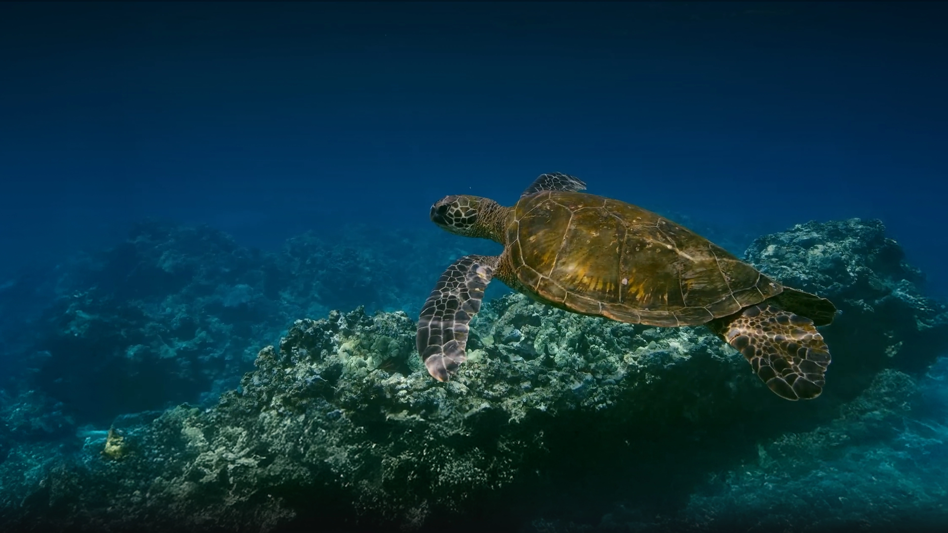 A sea turtle swimming in clear ocean water