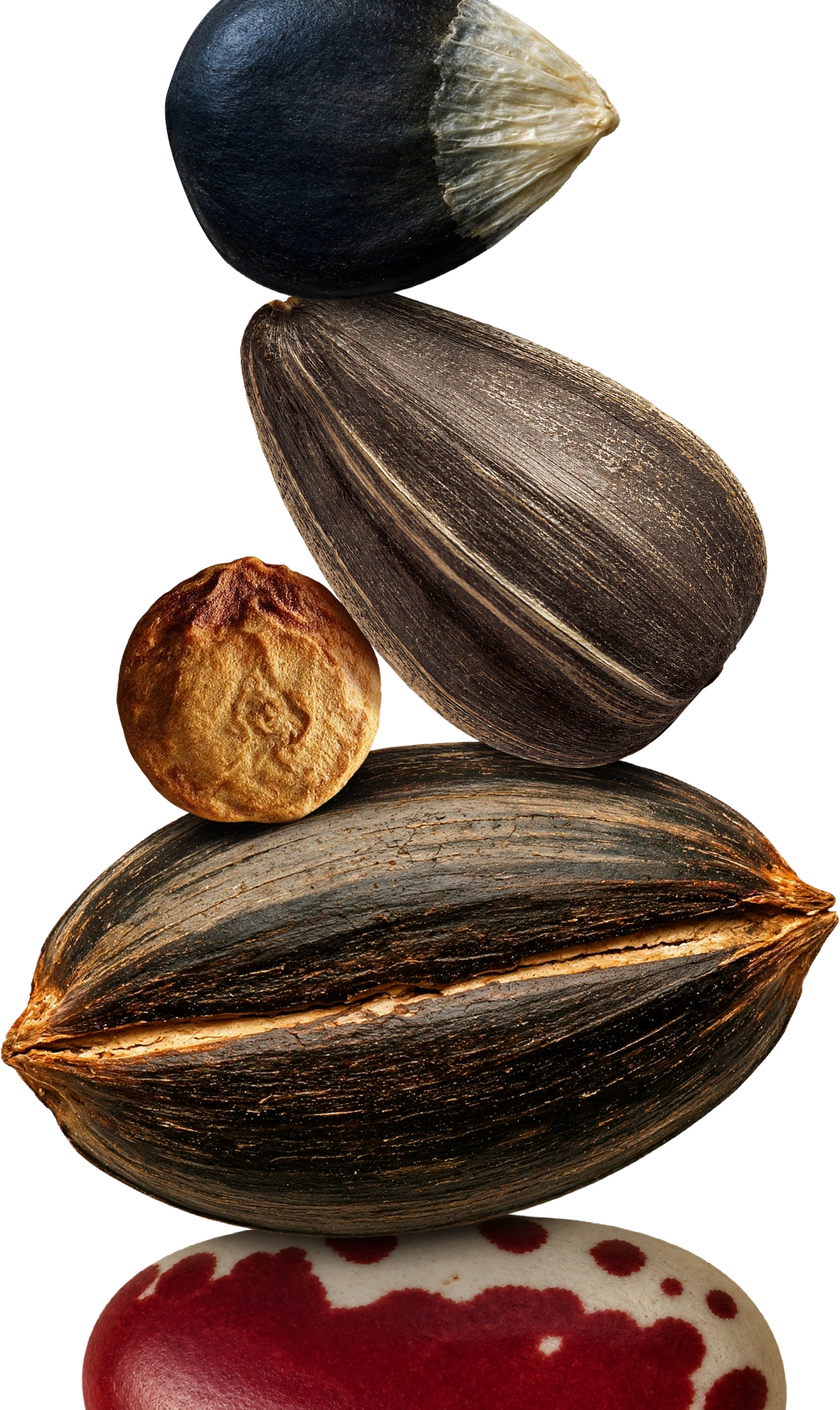 Image of five different seeds representing each region of Kia Global CMF Design