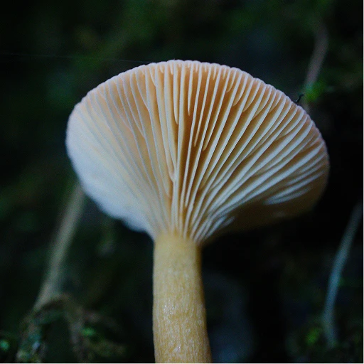 Reference scene for mycelium-based leather alternative development showing mushroom mycelium structure