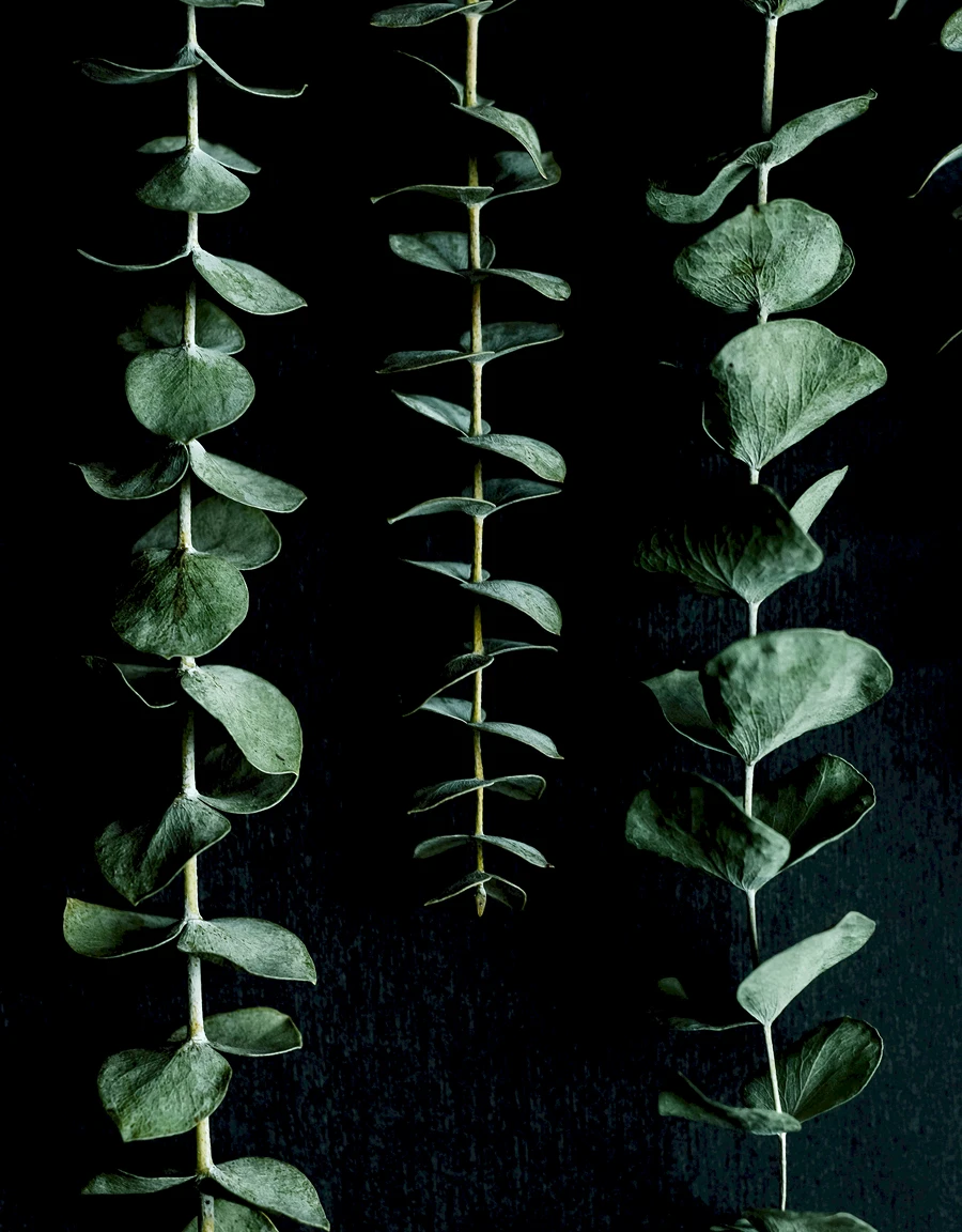Image of eucalyptus plants used as a source material for bio-based polyurethane
