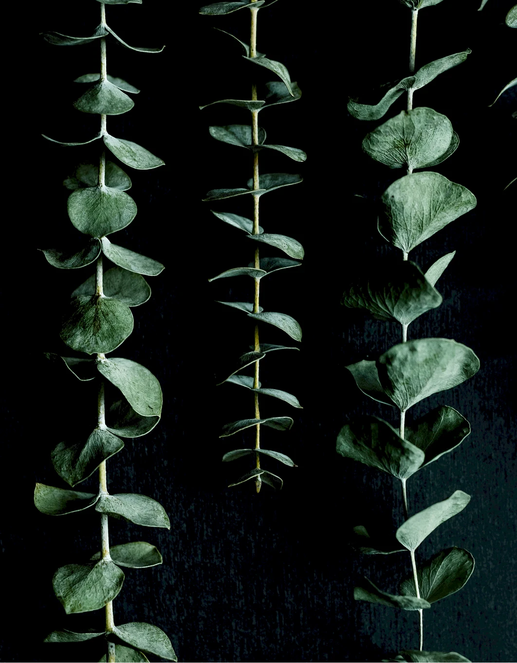 Image of eucalyptus plants used as a source material for bio-based polyurethane