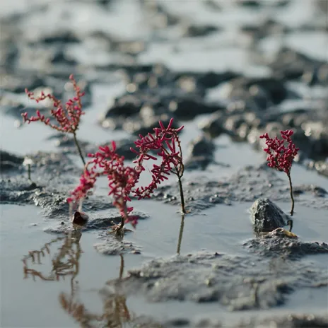 Close-up of red plants growing in mud